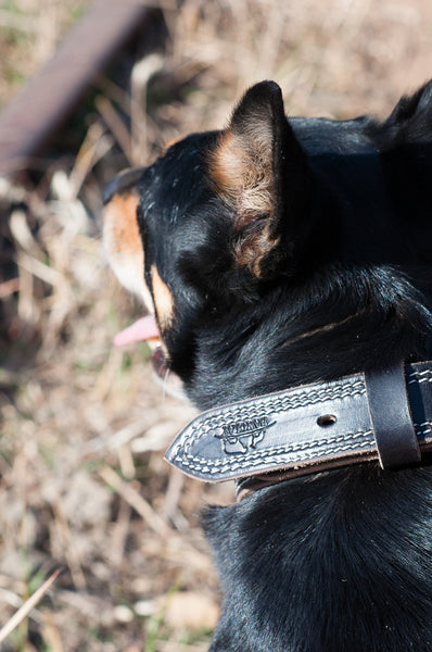 Handcrafted Leather Working Dog Collar Medium
