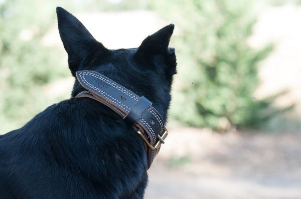 Handcrafted Leather Working Dog Collar Medium